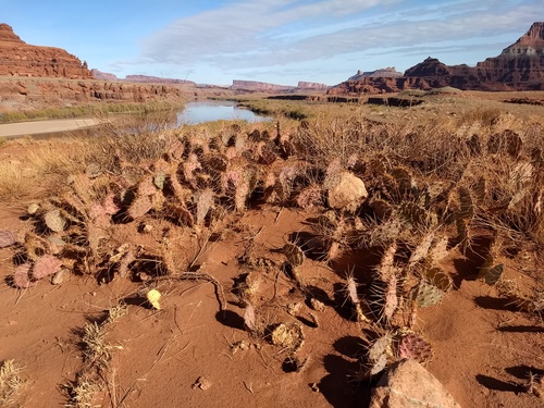 Chicken Corners prickly pear cacti